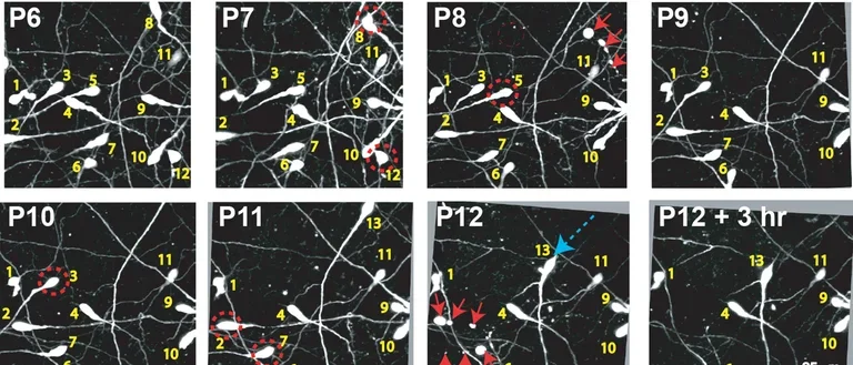  Multi-panel view of in vivo 2-photon time-lapse imaging of Cajal-Retzius neurons in Ebf2-GFP mice.