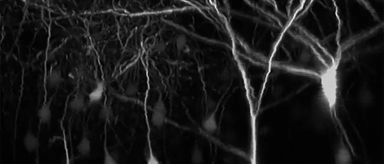 White and black shot of L2-3 neurons.