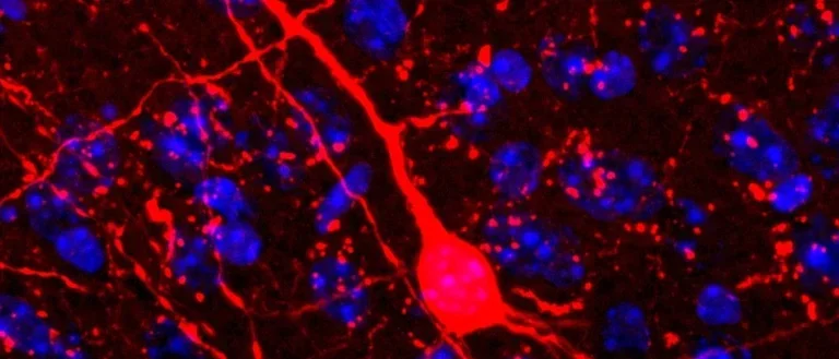 TRAPGCaMP6s861 with Zstack3, showing cortical pyramid neuron.Cortical pyramidal neuron expressing cFos (using TRAP approach).