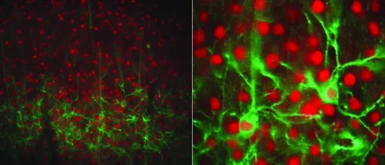 Green and red view of GFP-expressing layer 4 pyramidal neurons and anti-Cux1 immunostaining. 