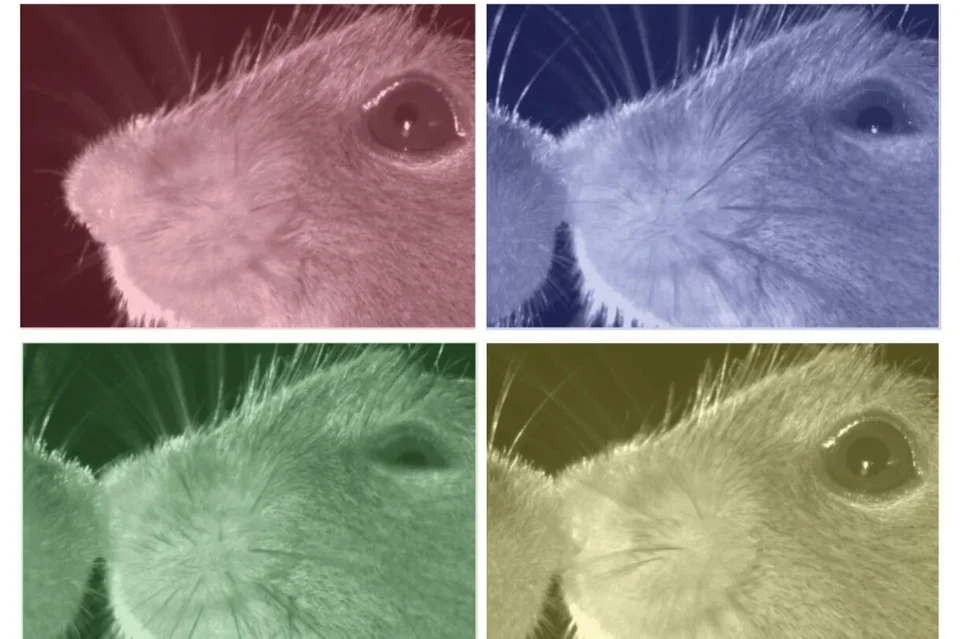 Four part panel of mouse images with red, blue, green, yellow background.