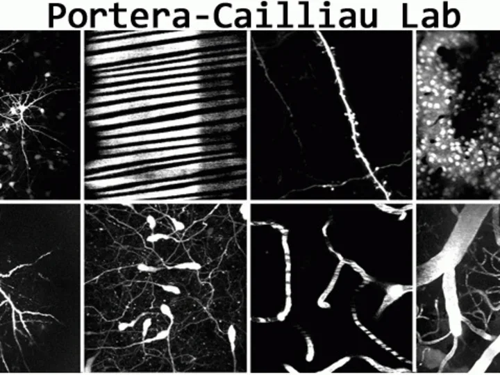 Logo of Portera-Cailliau Lab with black and white panel of cells.