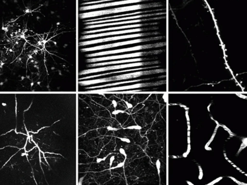 Logo of Portera-Cailliau Lab with black and white panel of cells.
